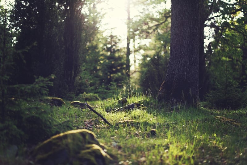 Natural Clearings