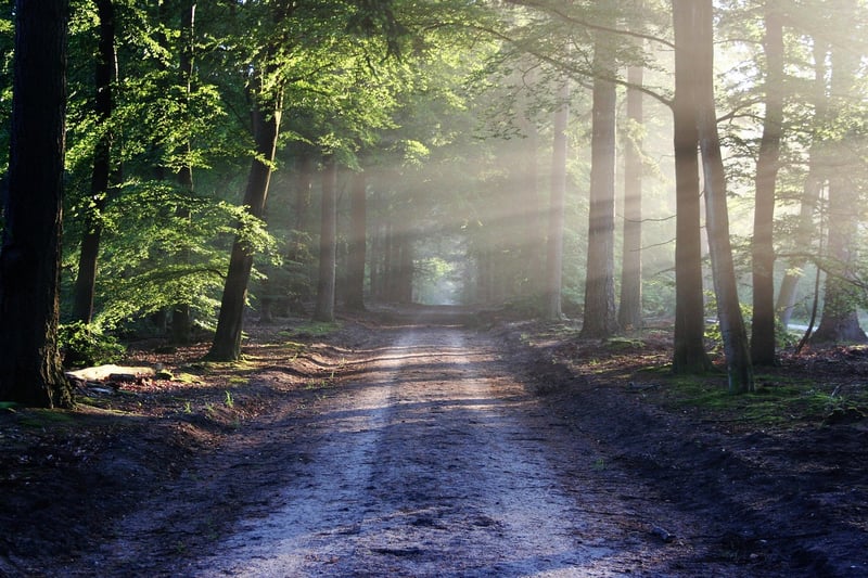 Nature Clearing