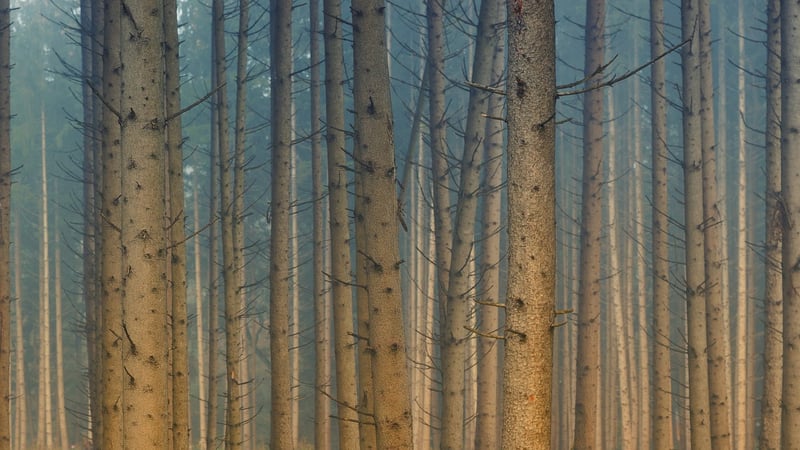 Fairy-Tale Forest